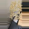 plant/Citrine money tree discounted-0-thumbnail