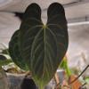 plant/Anthurium Papillilaminum “Gatorskin” xNarrow Besseae Aff)X(Scott Cohen Lost Tag)-3-thumbnail