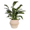 plant/The Alder - 4" Planter-0-thumbnail