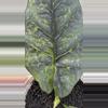 plant/Alocasia Reginae variegated aurea corm-0-thumbnail