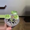 plant/Alocasia Dragon Scale Mint-4-thumbnail