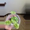 plant/Alocasia Dragon Scale Mint-3-thumbnail