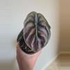 plant/Alocasia Cuprea Red Secret-3-thumbnail