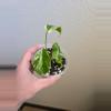 plant/Monstera Albo-3-thumbnail