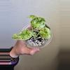 plant/Alocasia Dragon Scale Mint-5-thumbnail