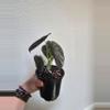 plant/Alocasia Cuprea Red Secret-2-thumbnail