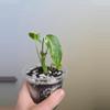 plant/Monstera Albo-6-thumbnail