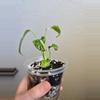 plant/Monstera Albo-5-thumbnail