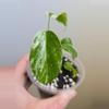 plant/Monstera Albo-0-thumbnail