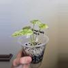 plant/Alocasia Dragon Scale Mint-6-thumbnail