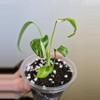plant/Monstera Albo-2-thumbnail