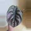 plant/Alocasia Cuprea Red Secret-0-thumbnail