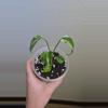 plant/Monstera Albo-1-thumbnail