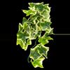 free_shipping/Variegated artificial vine for reptile enclosures-1-thumbnail