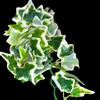 free_shipping/Variegated artificial vine for reptile enclosures-2-thumbnail