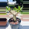 plant/Pachypodium rosulatum Seed x10-2-thumbnail