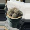 plant/Stenocactus (echinofossulocactus) sp. cluster-0-thumbnail