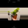 plant/Neon Pothos aka Epipremnum aureum Plant-1-thumbnail