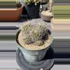 plant/Stenocactus (echinofossulocactus) sp. cluster-1-thumbnail