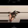 plant/Philodendron pink princess marble galaxy grower’s choice-1-thumbnail