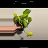 plant/Neon Pothos aka Epipremnum aureum Plant-0-thumbnail