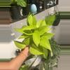 plant/Pothos Neon 4” GC-0-thumbnail