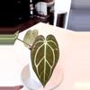 plant/Anthurium Carlablackiae Long Super Dark with Minimal Veins-0-thumbnail