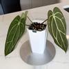 plant/Anthurium Carlablackiae Long Super Dark with Minimal Veins-1-thumbnail