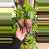 plant/CUSTOM Geometric Elephant - Specialty Colors-3-thumbnail