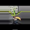 plant/Philodendron firebird cutting-1-thumbnail