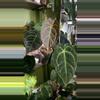 plant/Anthurium Dark Forgetii x Crystal Sky-3-thumbnail