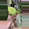 plant/Anthurium Long Bullet Pap / Carla X Besseae-3-thumbnail