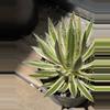 plant/Agave Schidigera ‘Shira Ito No Ohi’ Royal Flush-1-thumbnail