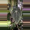 plant/Anthurium Long Bullet Pap / Carla X Besseae-0-thumbnail