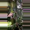 plant/Anthurium Long Bullet Pap / Carla X Besseae-1-thumbnail