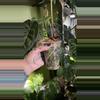 plant/Anthurium Dark Forgetii x Crystal Sky-4-thumbnail