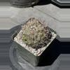 plant/Coryphantha Cornifera (Rhinoceros Cactus)-1-thumbnail