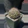 plant/Coryphantha Cornifera (Rhinoceros Cactus)-0-thumbnail