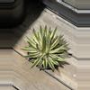 plant/Agave Schidigera ‘Shira Ito No Ohi’ Royal Flush-0-thumbnail