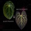 plant/Anthurium Dark Forgetii x Crystal Sky-5-thumbnail