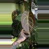 plant/Anthurium Dark Forgetii x Crystal Sky-1-thumbnail
