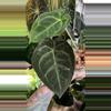 plant/Anthurium Dark Forgetii x Crystal Sky-2-thumbnail