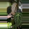 plant/Anthurium Dark Forgetii x Crystal Sky-0-thumbnail