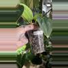 plant/Anthurium Long Bullet Pap / Carla X Besseae-4-thumbnail