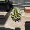 plant/Agave Schidigera ‘Shira Ito No Ohi’ Royal Flush-2-thumbnail