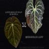 plant/Anthurium Long Bullet Pap / Carla X Besseae-5-thumbnail