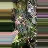 plant/Anthurium Long Bullet Pap / Carla X Besseae-2-thumbnail