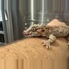 plant/GeminiGeckos 🦎-0-thumbnail