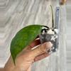 plant/Hoya Clemensiorum K2-1-thumbnail