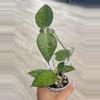 plant/Hoya Black Margin Splash-2-thumbnail